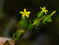 Sebaea micrantha intermedia