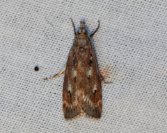 Occidentalia comptulatalis