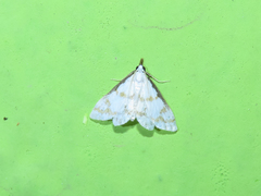 Leptosteges