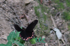 Parides montezuma