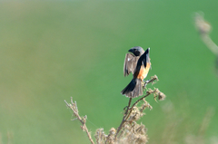 Sporophila ruficollis