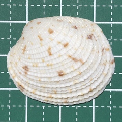 Antigona chemnitzii