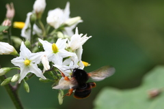 Bombus eximius