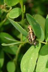 Melanotettix dibelonius