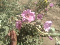 Sphaeralcea mendocina
