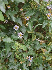 Aster
