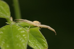 Ebrechtella pseudovatia