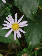 Aster