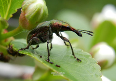 Rhynchites auratus