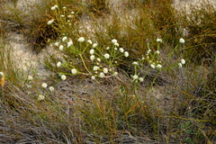 Agathosma esterhuyseniae