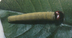 Anastrus sempiternus