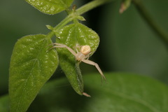 Ebrechtella pseudovatia