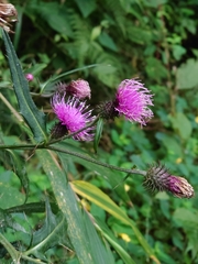 Cirsium nipponicum incomptum