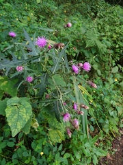 Cirsium nipponicum incomptum