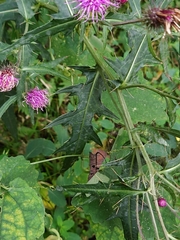 Cirsium nipponicum incomptum