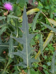 Cirsium nipponicum incomptum