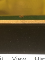 Heteroptera