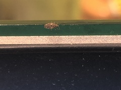 Heteroptera