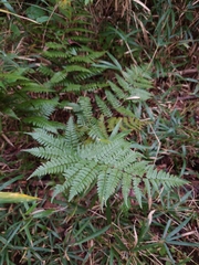 Dryopteris erythrosora