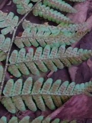 Dryopteris erythrosora