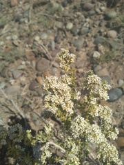 Acantholippia seriphioides