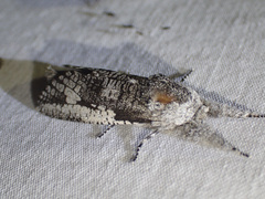 Endoxyla secta