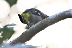 Machlolophus spilonotus