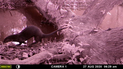 North American River Otter photographed in Illinois