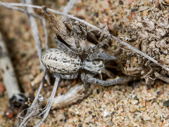 Stegodyphus lineatus