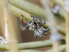 Stegodyphus lineatus