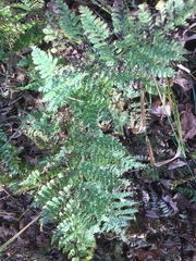 Dryopteris campyloptera