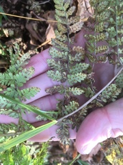 Dryopteris campyloptera