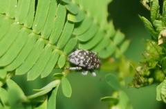 Eudiagogini