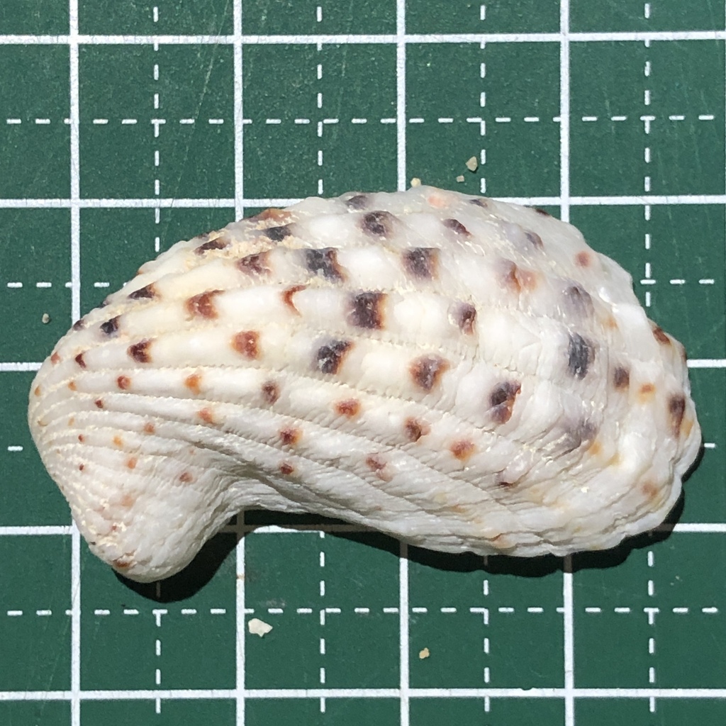rectangular false cockle