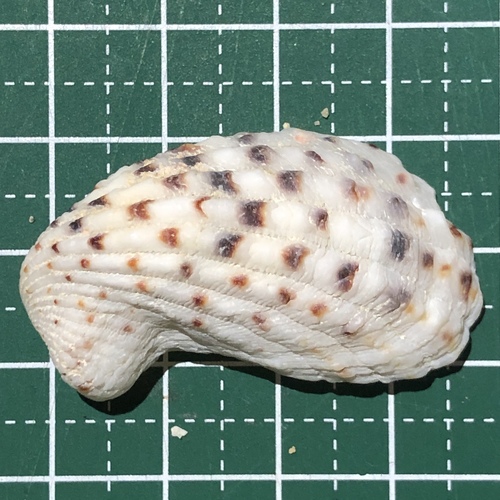 Rectangular False Cockle