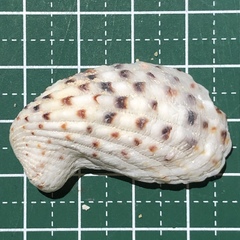 Cardita variegata image