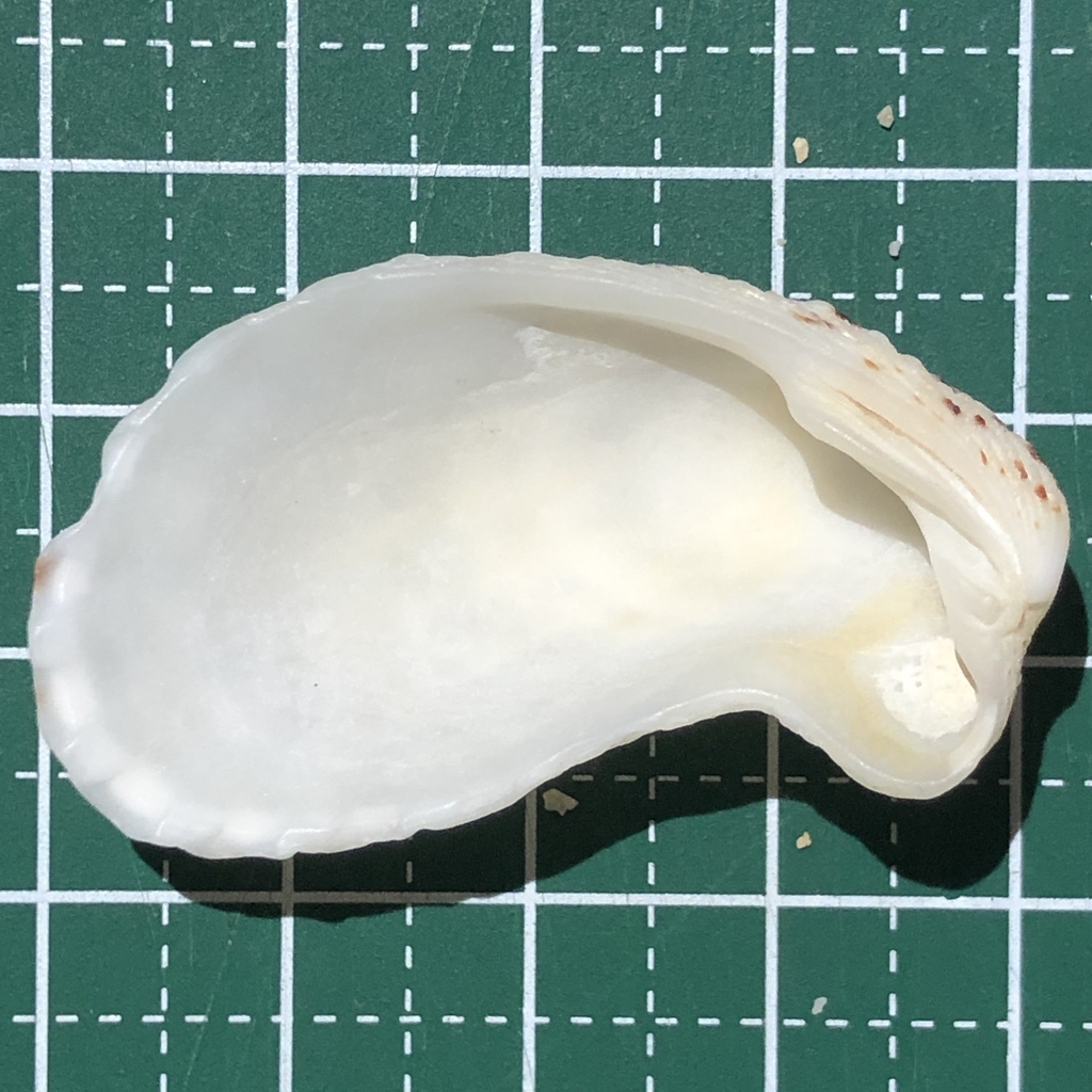Rectangular false cockle