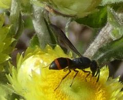 Ancistrocerus madaera