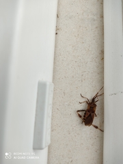 Leptoglossus occidentalis