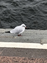 Chroicocephalus ridibundus