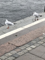 Chroicocephalus ridibundus