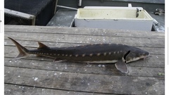 Acipenser brevirostrum