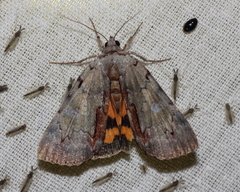 Catocala grynea