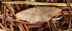 Cyclophora maderensis