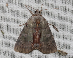 Catocala grynea