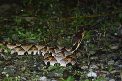 Deinagkistrodon acutus