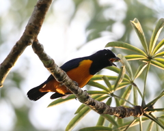 Euphonia rufiventris