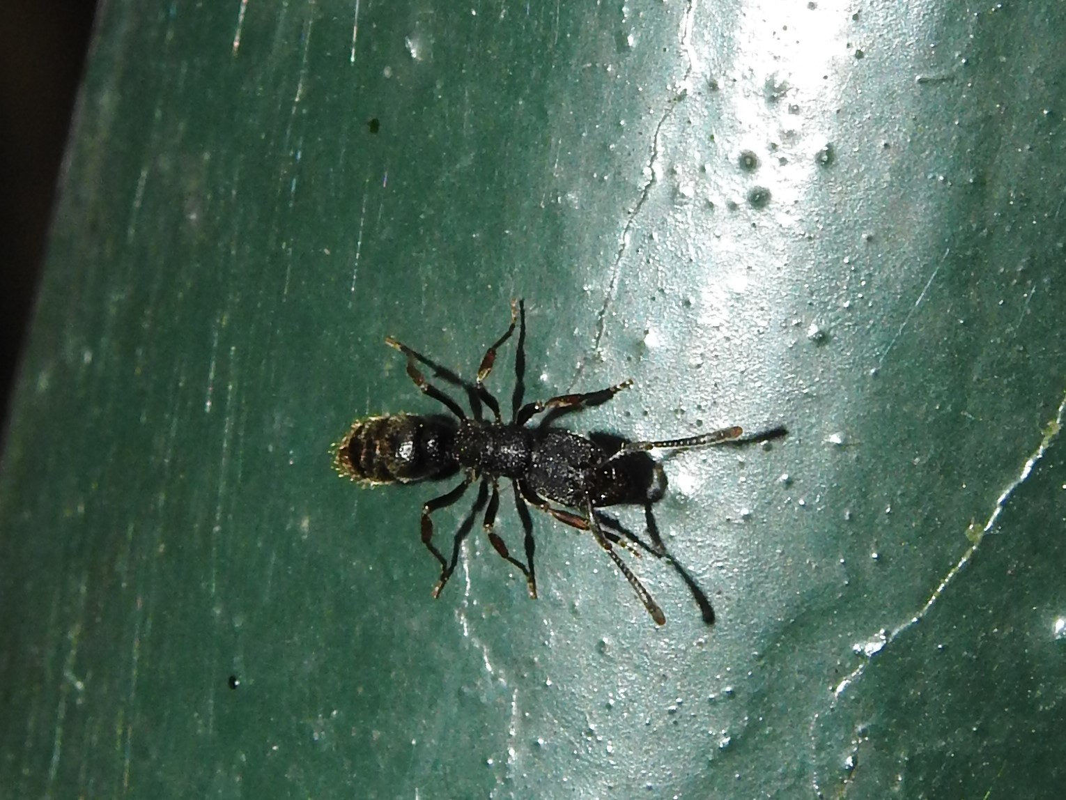 Ectomomyrmex