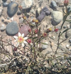 Gutierrezia gilliesii