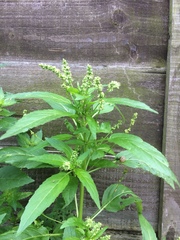 Mercurialis annua